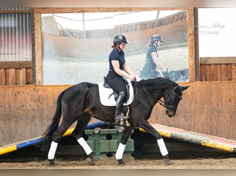 Trakehner Stute 5 Jahre 166 cm Schwarzbrauner in Döhle