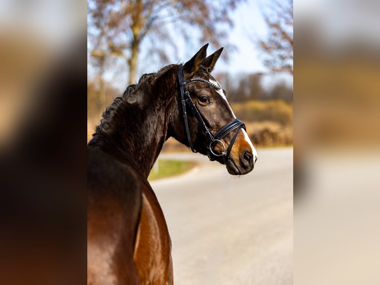 Trakehner Stute 5 Jahre 167 cm Dunkelbrauner in Rosenheim