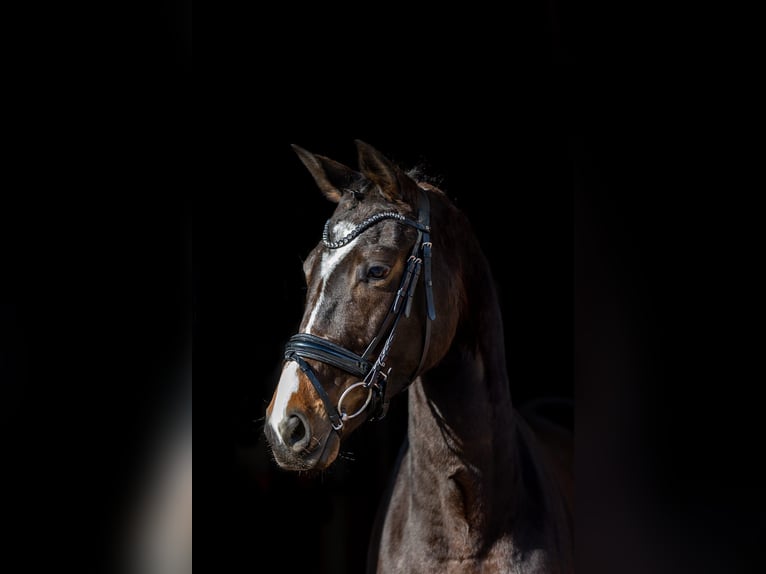 Trakehner Stute 5 Jahre 167 cm Dunkelbrauner in Rosenheim