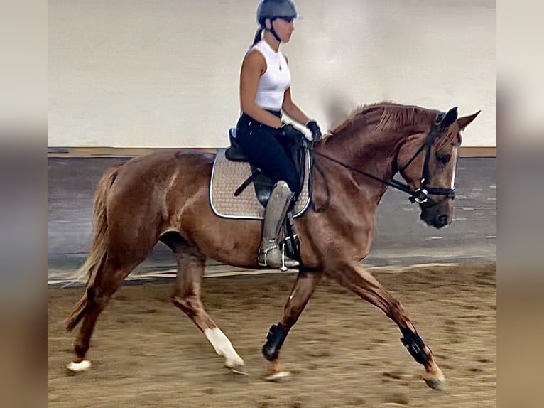 Trakehner Stute 5 Jahre 167 cm Fuchs in Sauerlach