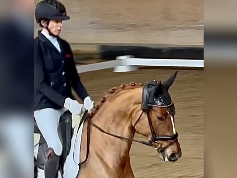 Trakehner Stute 5 Jahre 167 cm Fuchs in Waakirchen