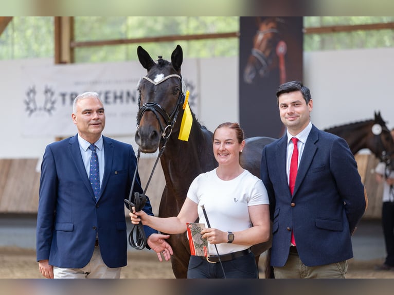 Trakehner Stute 5 Jahre 167 cm Rappe in Schwalmstadt