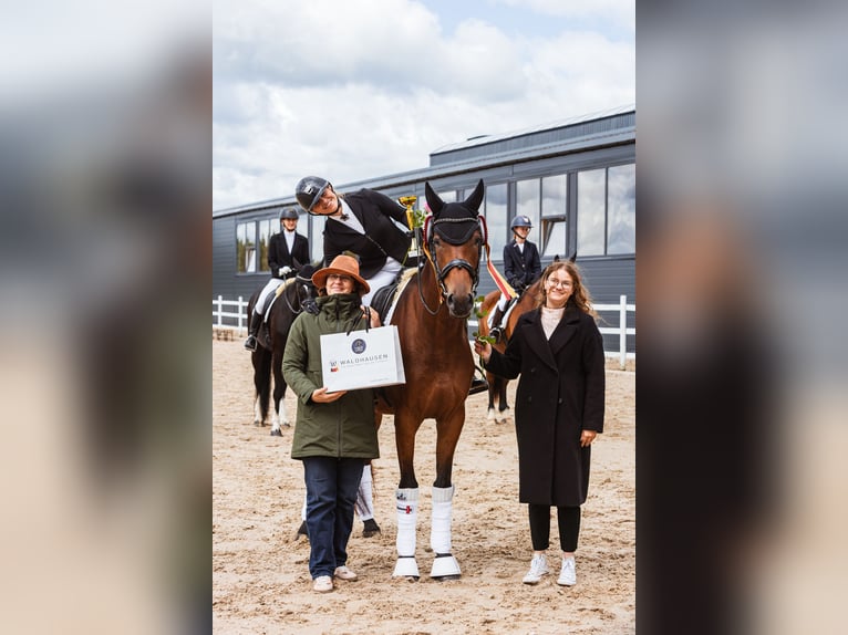 Trakehner Stute 5 Jahre 167 cm Rotbrauner in Vilnius