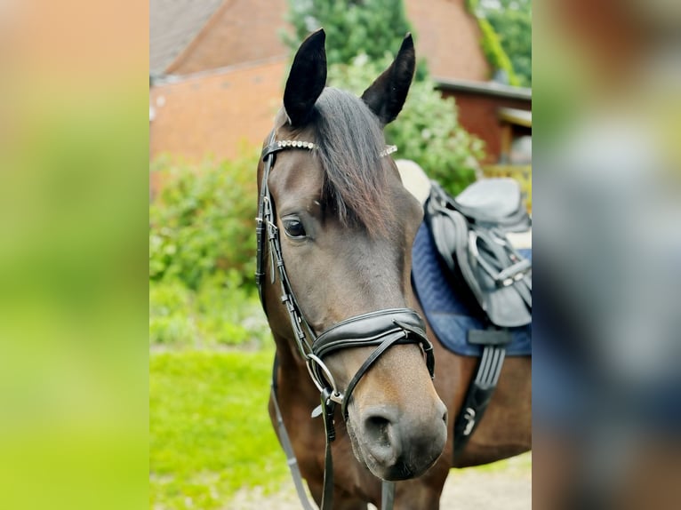 Trakehner Stute 5 Jahre 167 cm Schwarzbrauner in Brekendorf