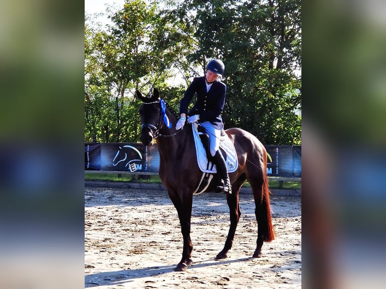 Trakehner Stute 5 Jahre 167 cm Schwarzbrauner in Brekendorf
