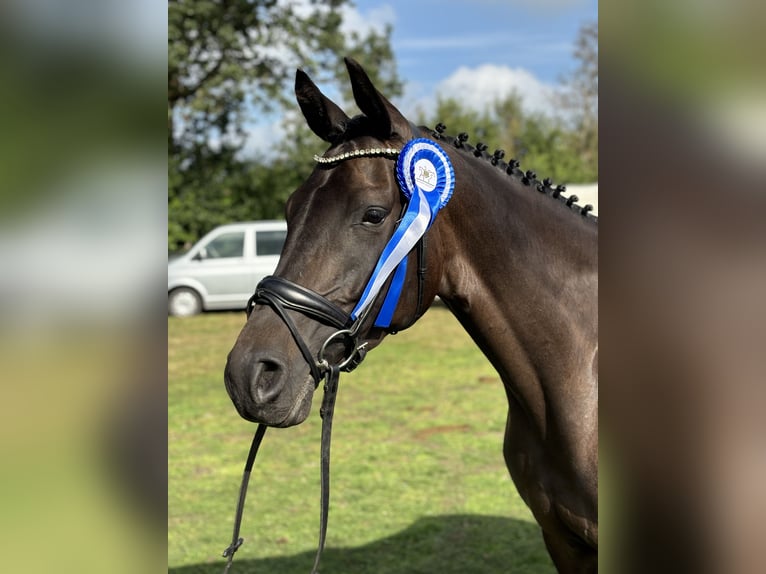 Trakehner Stute 5 Jahre 167 cm Schwarzbrauner in Brekendorf