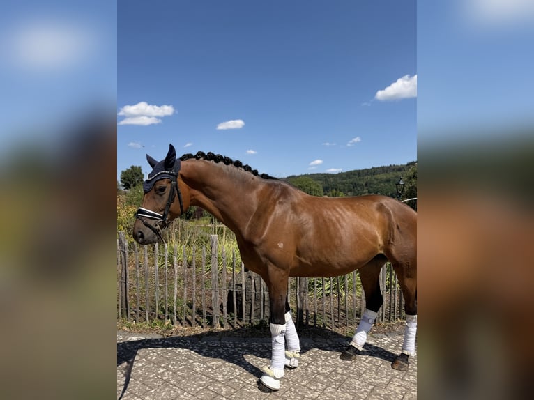 Trakehner Stute 5 Jahre 168 cm Brauner in Haiger