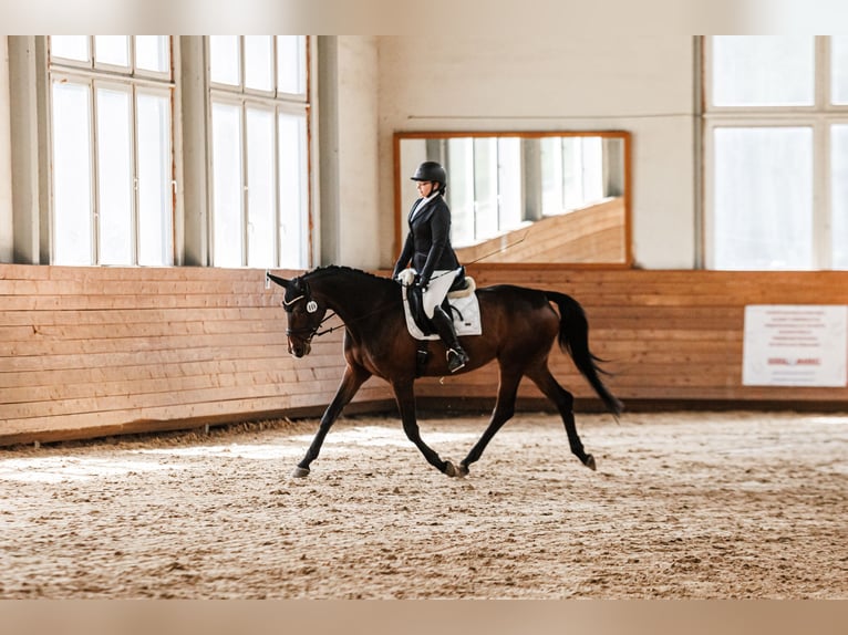 Trakehner Stute 5 Jahre 168 cm Dunkelbrauner in Vilnius