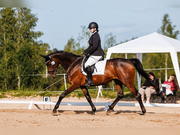 Trakehner Stute 5 Jahre 168 cm Dunkelbrauner in Vilnius