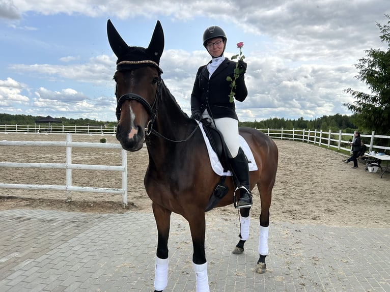 Trakehner Stute 5 Jahre 168 cm Dunkelbrauner in Vilnius