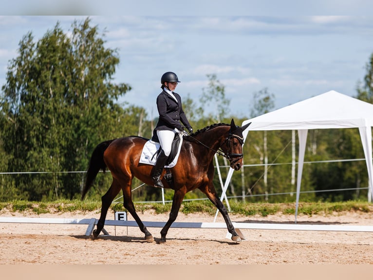 Trakehner Stute 5 Jahre 168 cm Dunkelbrauner in Vilnius