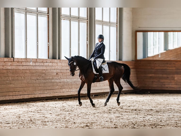Trakehner Stute 5 Jahre 168 cm Dunkelbrauner in Vilnius