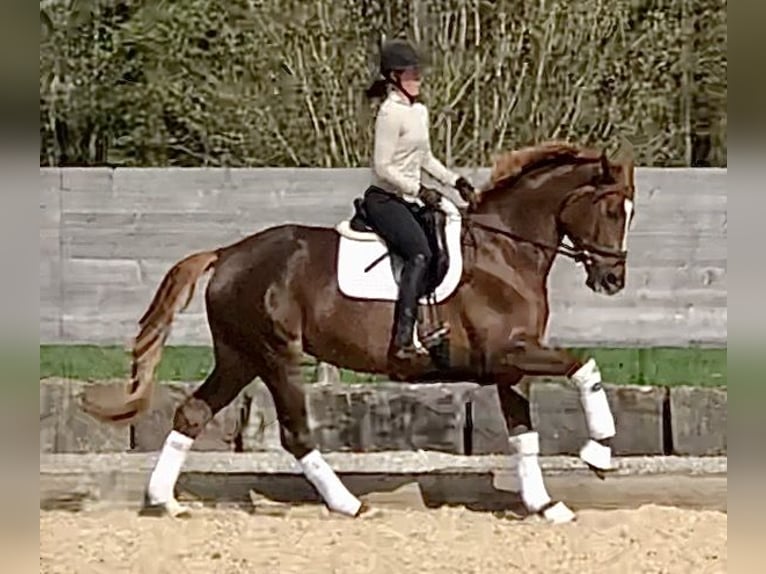 Trakehner Stute 5 Jahre 168 cm Dunkelfuchs in Sauerlach