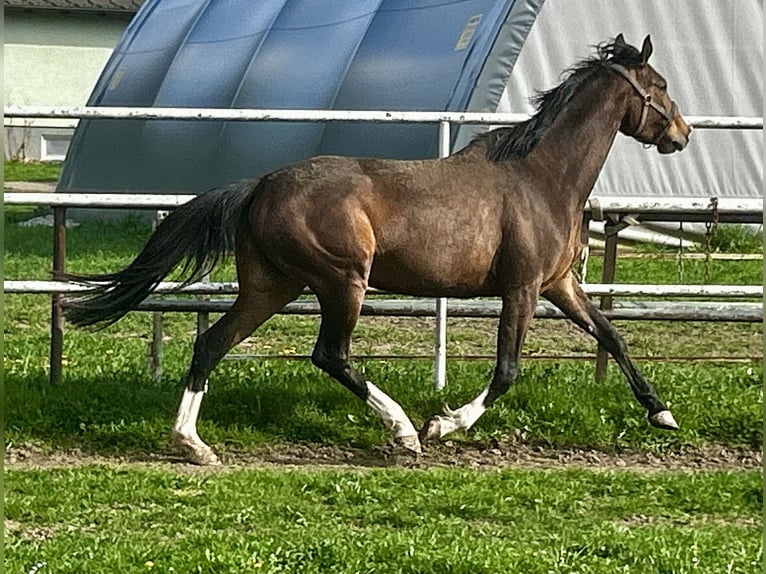 Trakehner Stute 5 Jahre 169 cm Dunkelbrauner in Krieglach