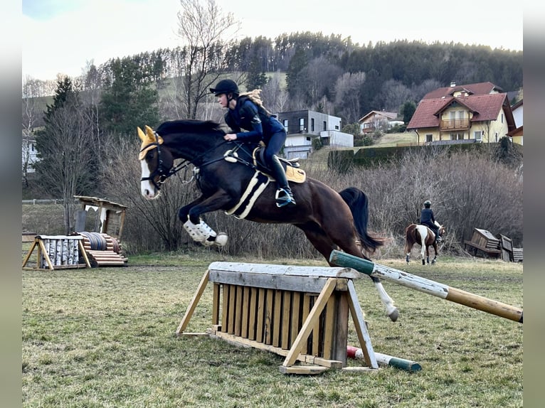 Trakehner Stute 5 Jahre 169 cm Dunkelbrauner in Krieglach