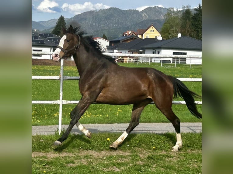 Trakehner Stute 5 Jahre 169 cm Dunkelbrauner in Krieglach