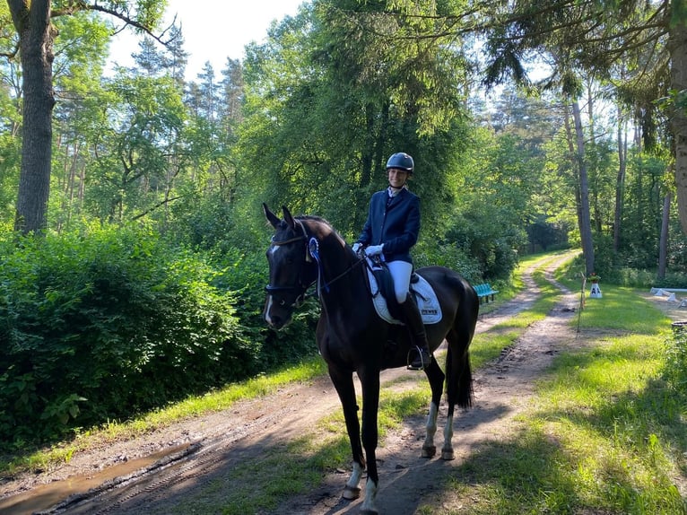 Trakehner Stute 5 Jahre 170 cm Brauner in Bannemin