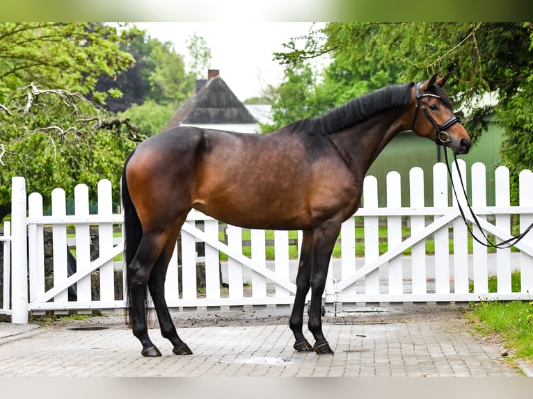 Trakehner Stute 5 Jahre 170 cm Dunkelbrauner in Freienwill