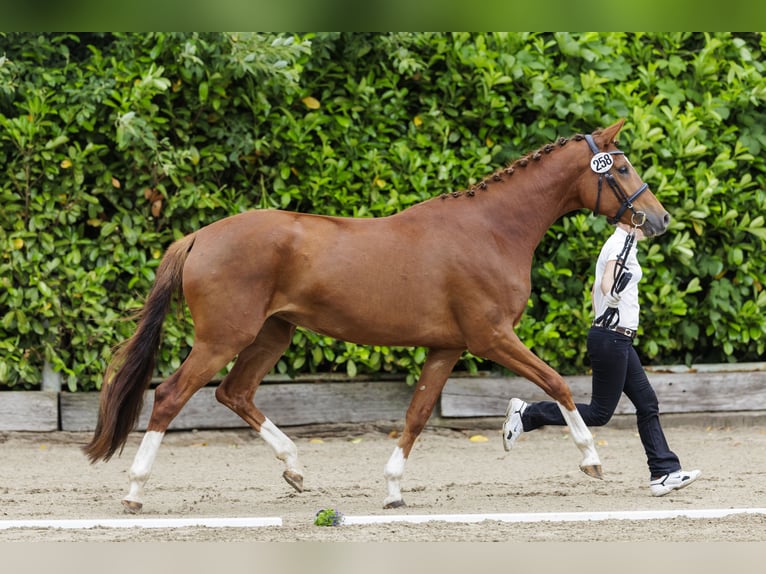 Trakehner Stute 5 Jahre 170 cm Fuchs in Falkenberg/Elster