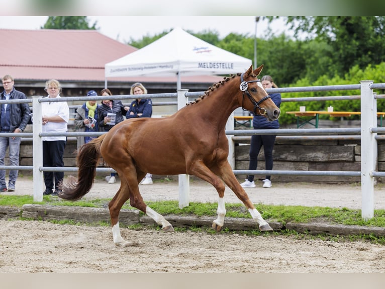 Trakehner Stute 5 Jahre 170 cm Fuchs in Falkenberg/Elster