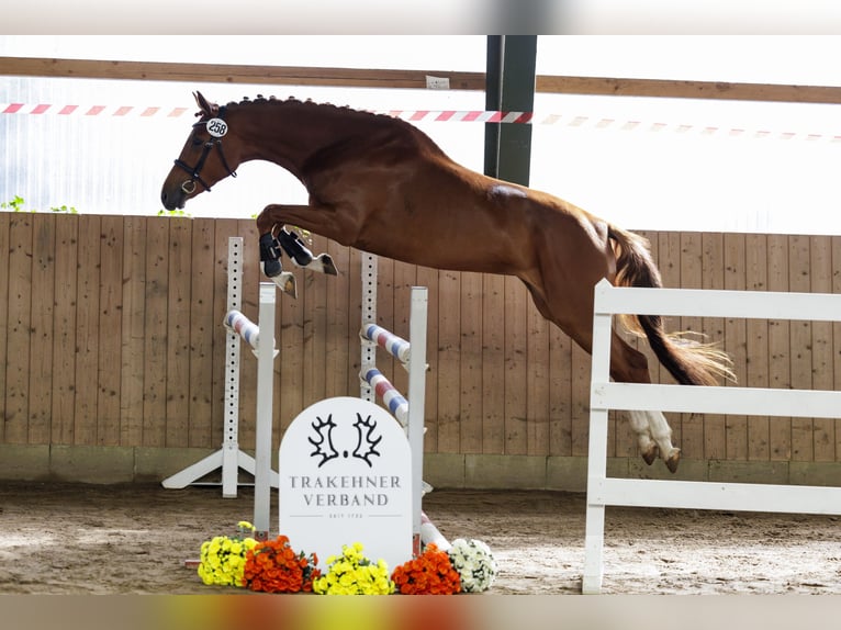 Trakehner Stute 5 Jahre 170 cm Fuchs in Falkenberg/Elster
