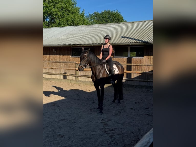 Trakehner Stute 5 Jahre 170 cm Rappe in Brekendorf