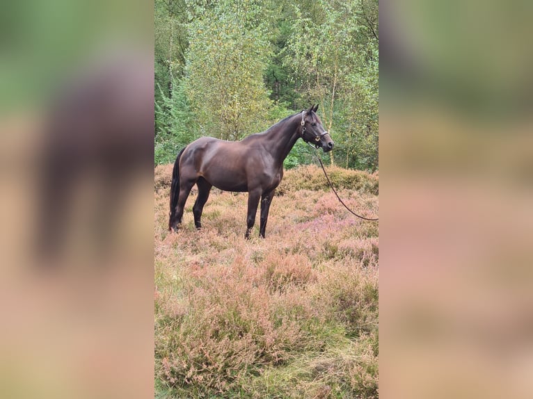 Trakehner Stute 5 Jahre 170 cm Rappe in Brekendorf