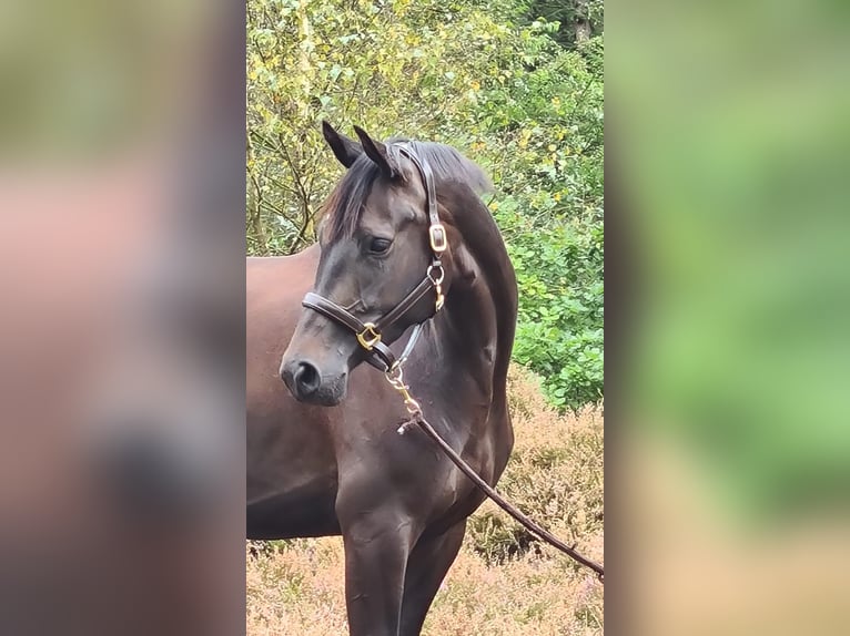 Trakehner Stute 5 Jahre 170 cm Rappe in Brekendorf