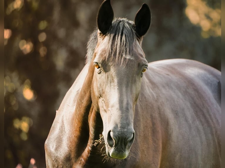 Trakehner Stute 5 Jahre 170 cm Rappe in Aerzen