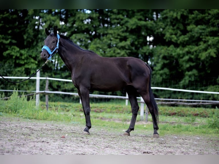 Trakehner Stute 5 Jahre 170 cm Rappe in Karnk&#xF3;w