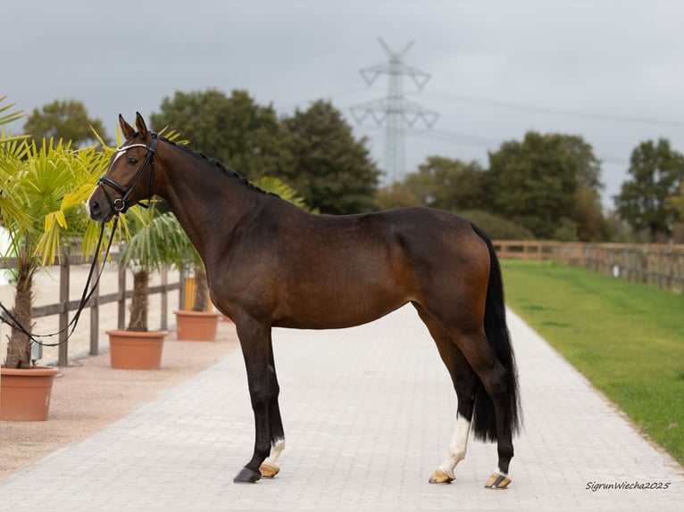 Trakehner Stute 5 Jahre 171 cm Brauner in Kiel