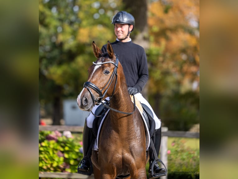 Trakehner Stute 5 Jahre 171 cm Brauner in Kiel
