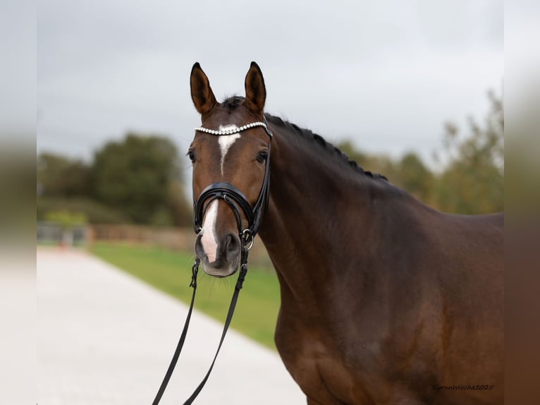 Trakehner Stute 5 Jahre 171 cm Brauner in Kiel