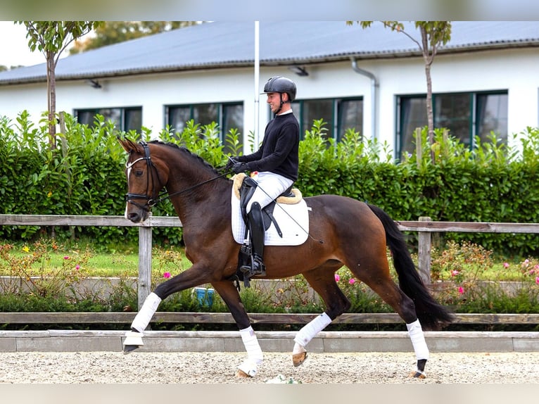 Trakehner Stute 5 Jahre 171 cm Brauner in Kiel