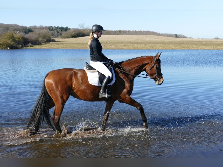 Trakehner Stute 5 Jahre 171 cm Brauner in Ganschow