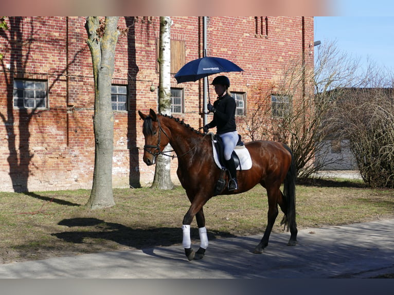 Trakehner Stute 5 Jahre 171 cm Brauner in Ganschow