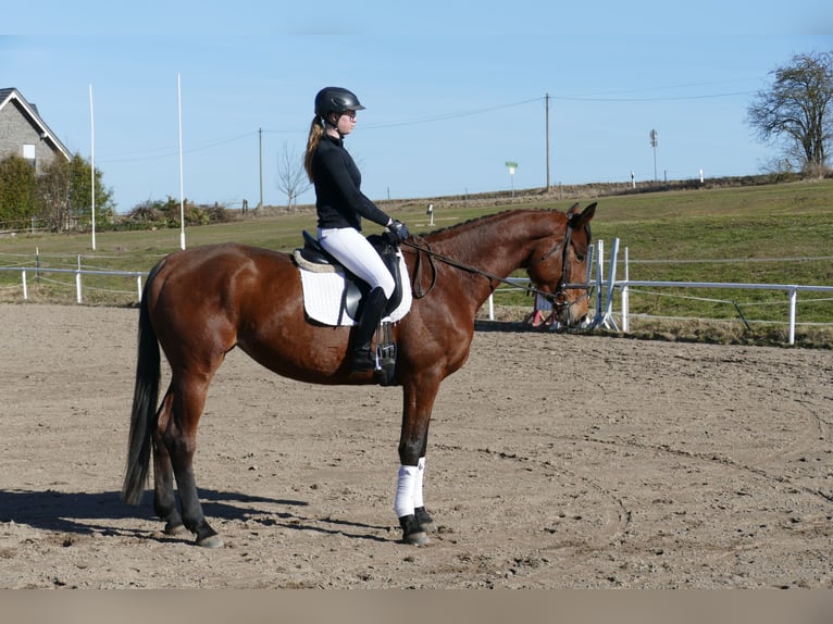 Trakehner Stute 5 Jahre 171 cm Brauner in Ganschow