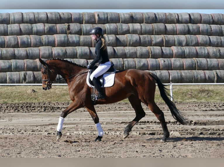 Trakehner Stute 5 Jahre 171 cm Brauner in Ganschow