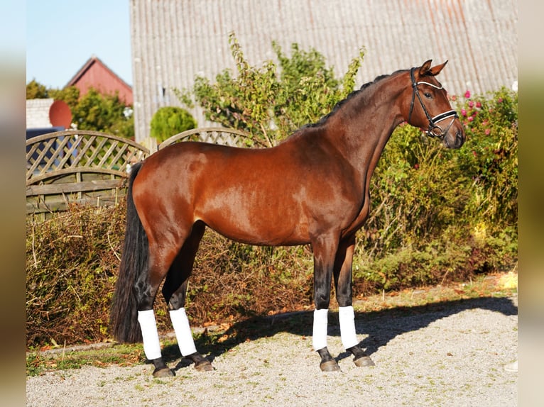 Trakehner Stute 5 Jahre 171 cm Dunkelbrauner in Hohenfelde