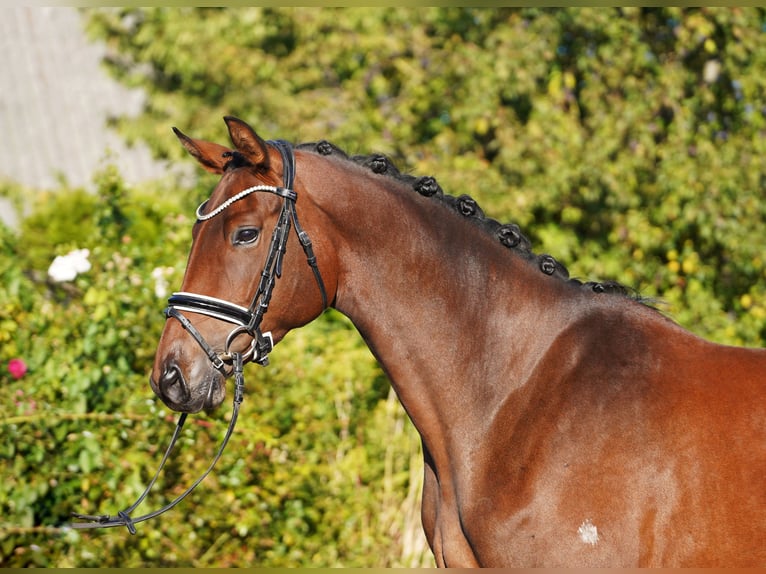 Trakehner Stute 5 Jahre 171 cm Dunkelbrauner in Hohenfelde