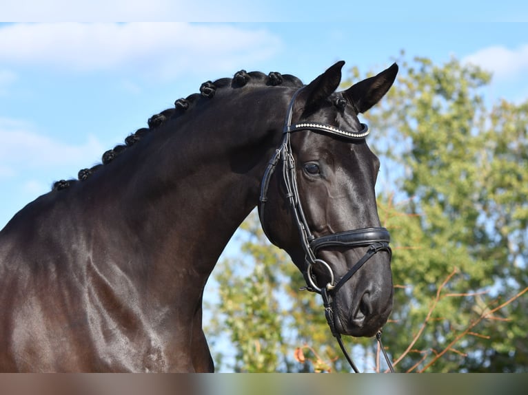 Trakehner Stute 5 Jahre 172 cm Rappe in Brodersdorf
