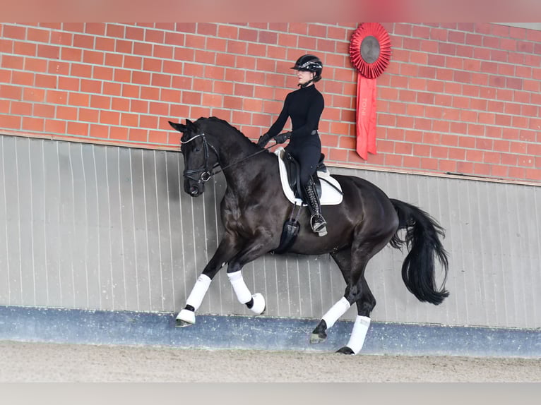 Trakehner Stute 5 Jahre 172 cm Rappe in Brodersdorf