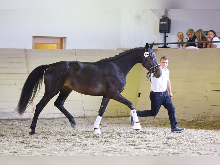 Trakehner Stute 5 Jahre 173 cm Dunkelbrauner in Dresden, Ullersdorf