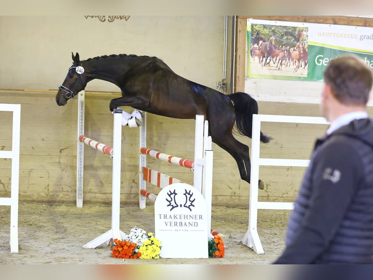Trakehner Stute 5 Jahre 173 cm Dunkelbrauner in Dresden, Ullersdorf