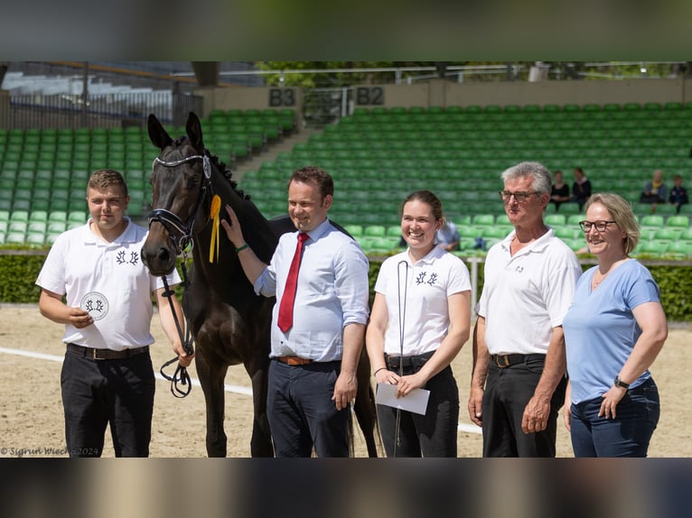 Trakehner Stute 5 Jahre 173 cm Dunkelbrauner in Dresden, Ullersdorf