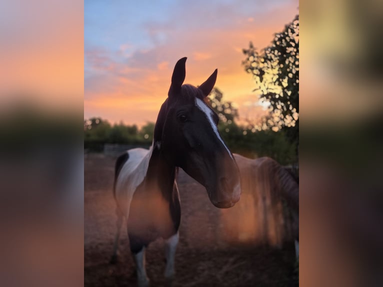 Trakehner Stute 5 Jahre 174 cm Schecke in Hanau