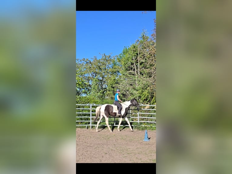 Trakehner Stute 5 Jahre 174 cm Schecke in Hanau