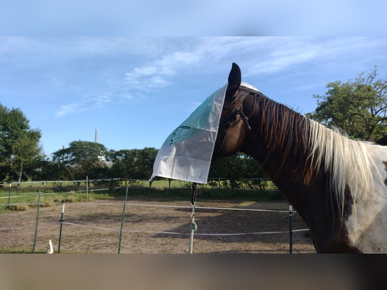 Trakehner Stute 5 Jahre 174 cm Schecke in Hanau