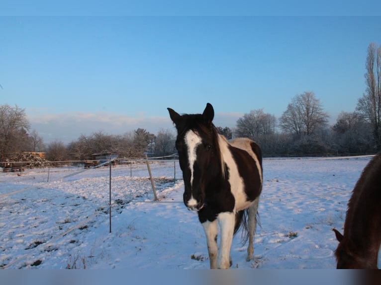 Trakehner Stute 5 Jahre 174 cm Schecke in Hanau
