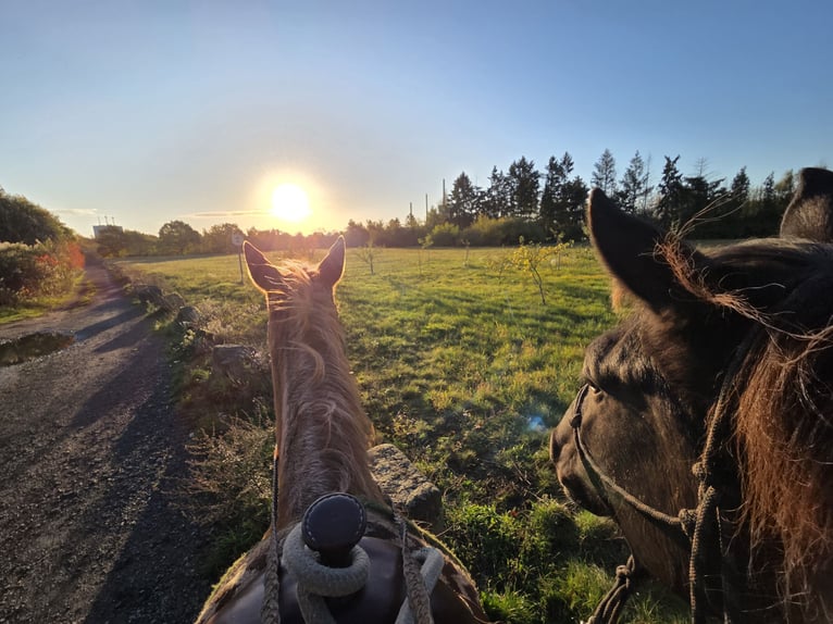 Trakehner Stute 5 Jahre 174 cm Schecke in Hanau